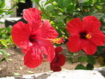 27908 Red hibicus flowers.jpg